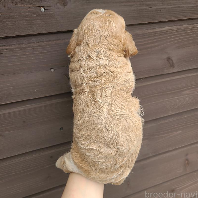 販売中の東京都のコッカプー:アメリカンコッカースパニエル×トイプードル-424709の2枚目