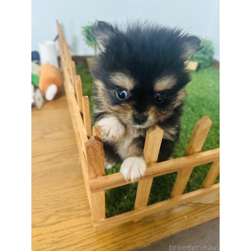 販売中の群馬県のミックス犬-424711の5枚目