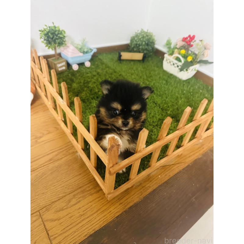 販売中の群馬県のミックス犬-424711の4枚目