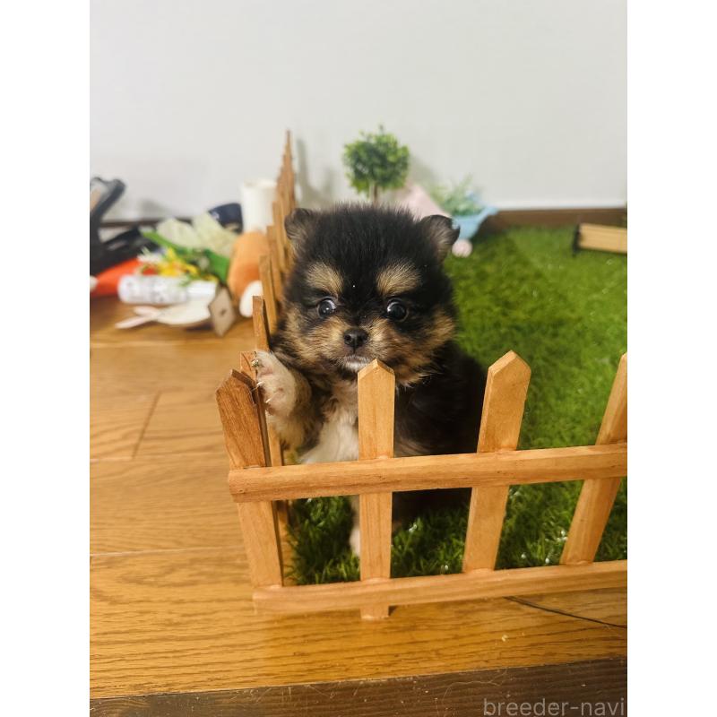 販売中の群馬県のミックス犬-424711の3枚目