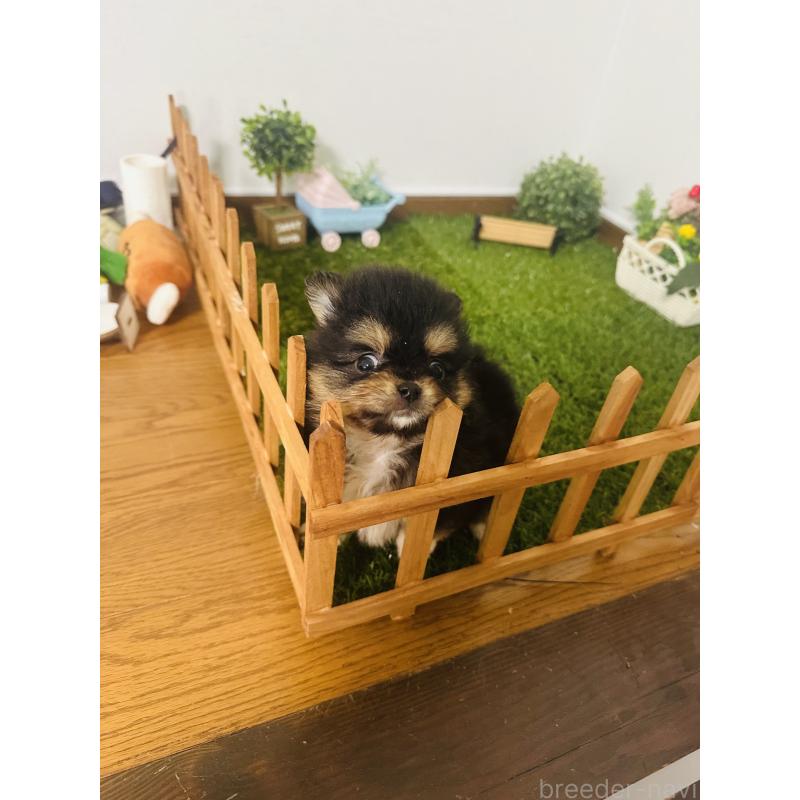 販売中の群馬県のミックス犬-424711の2枚目