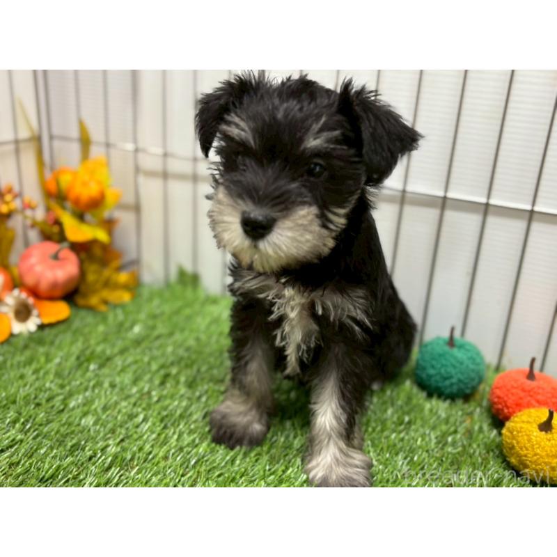 販売中の鹿児島県のミニチュアシュナウザー-424710の2枚目