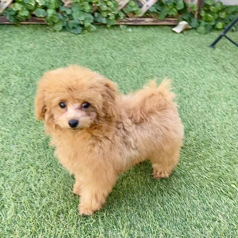 販売中の福岡県のタイニープードル-419432の4枚目