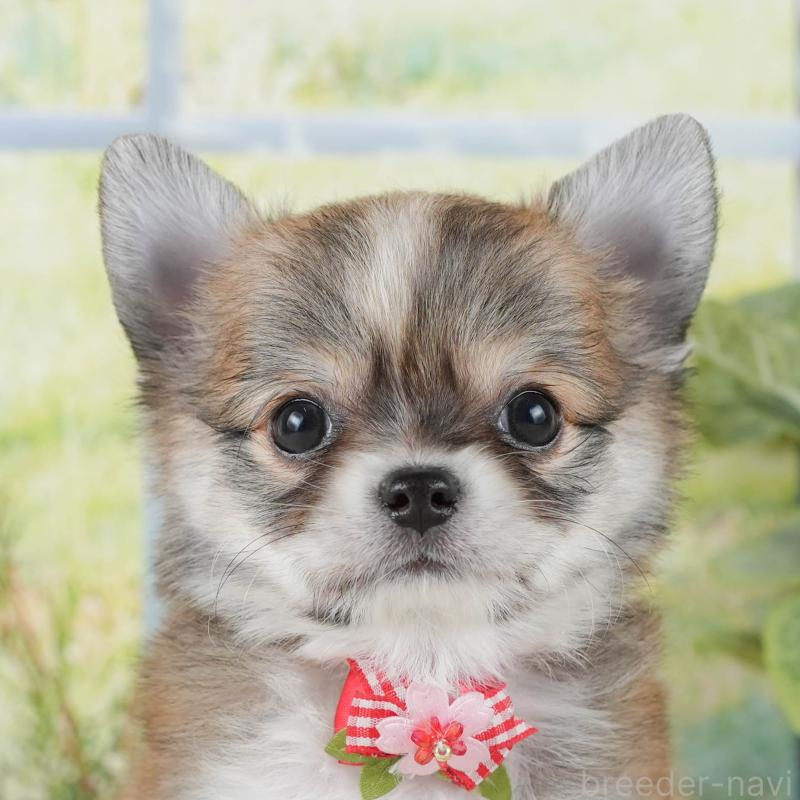 販売中ののチワワ(ロングコート)-424713