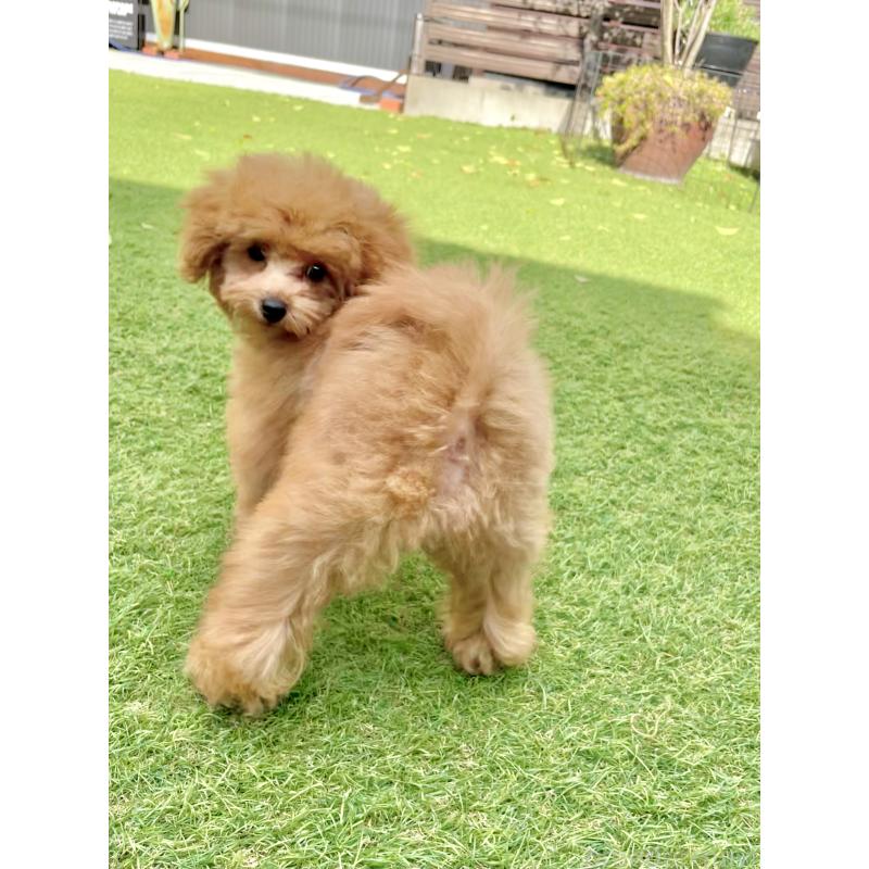 販売中の福岡県のタイニープードル-419432の3枚目