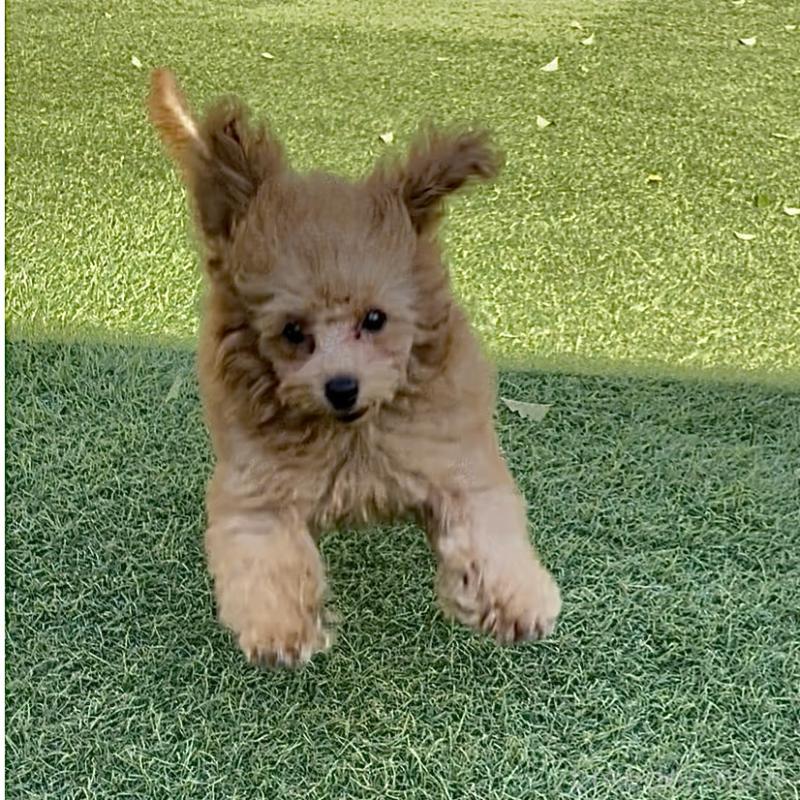 販売中の福岡県のタイニープードル-419432の2枚目