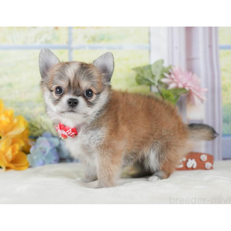 販売中の神奈川県のチワワ(ロングコート)-424713の15枚目