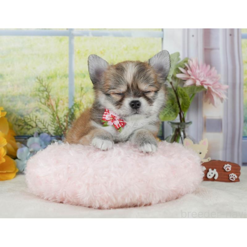 販売中の神奈川県のチワワ(ロングコート)-424713の11枚目