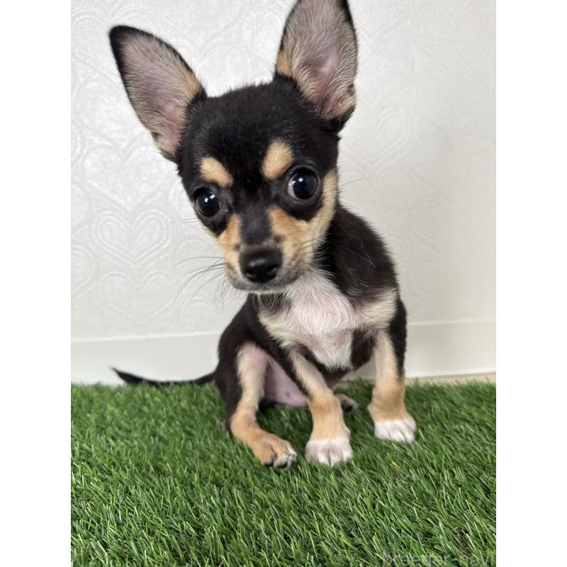 販売中の福岡県のチワワ(スムースコート)-406947の3枚目