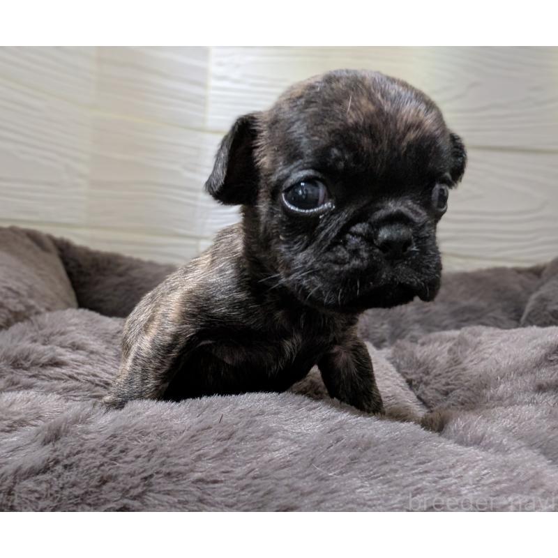 販売中の愛媛県のフレンチブルドッグ-419542の7枚目