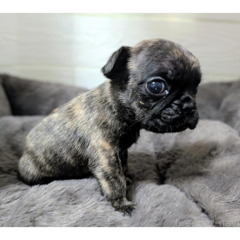 販売中の愛媛県のフレンチブルドッグ-419542の6枚目