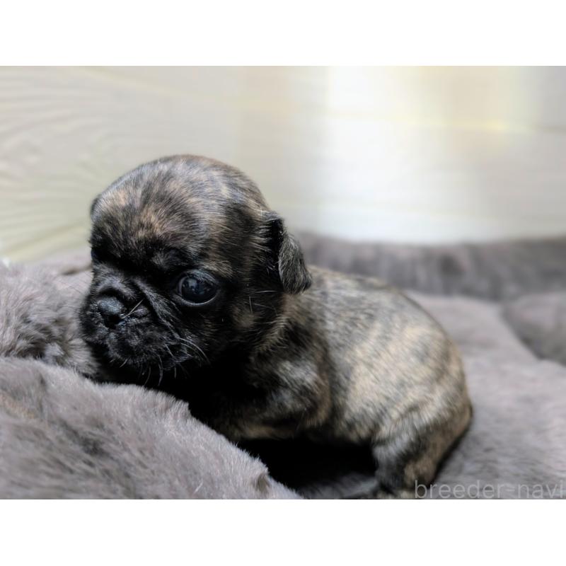 販売中の愛媛県のフレンチブルドッグ-419542の5枚目