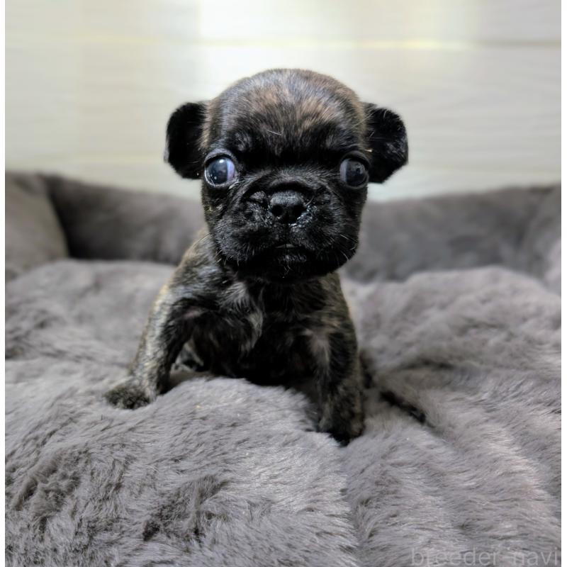 販売中の愛媛県のフレンチブルドッグ-419542の4枚目