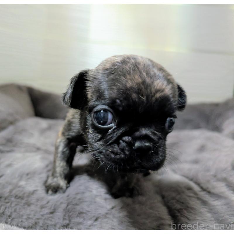 販売中の愛媛県のフレンチブルドッグ-419542の3枚目