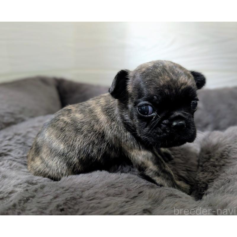 販売中の愛媛県のフレンチブルドッグ-419542の2枚目