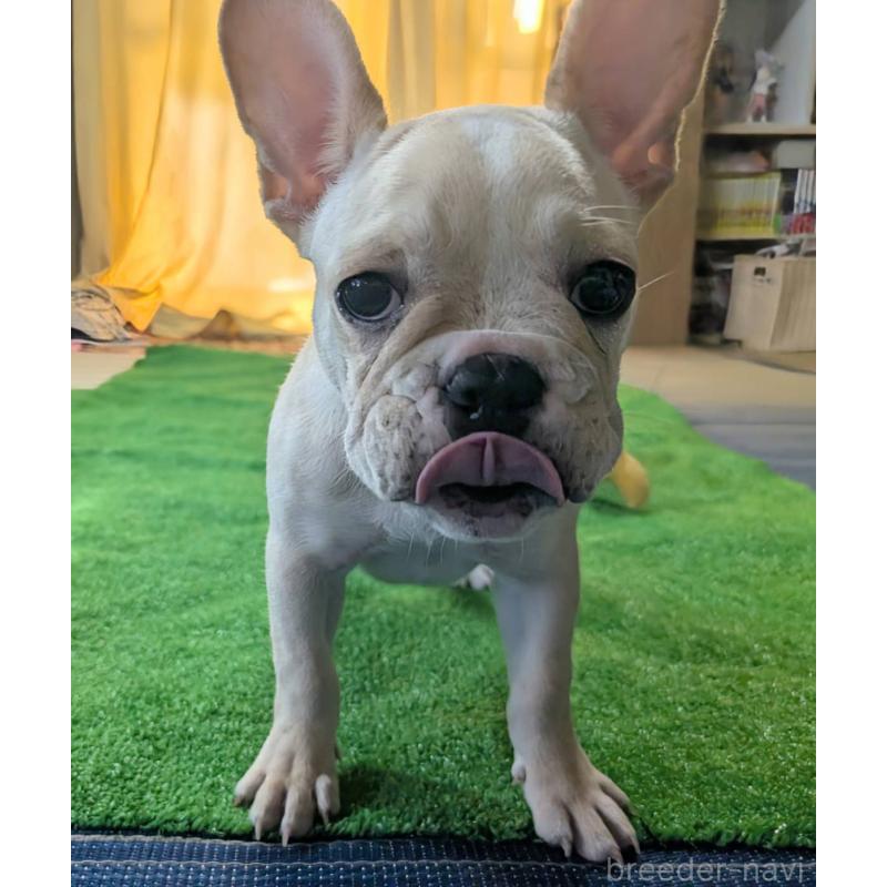 販売中の愛媛県のフレンチブルドッグ-412306の6枚目