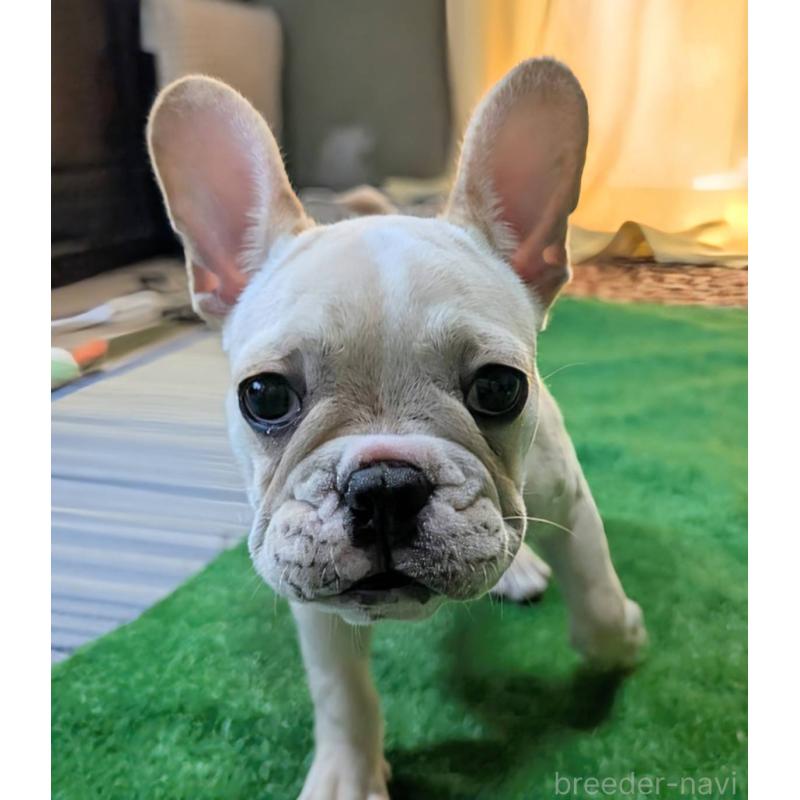 販売中の愛媛県のフレンチブルドッグ-412306