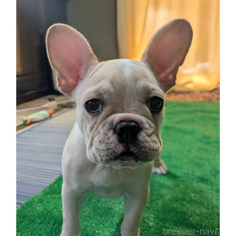 販売中の愛媛県のフレンチブルドッグ-412306の4枚目