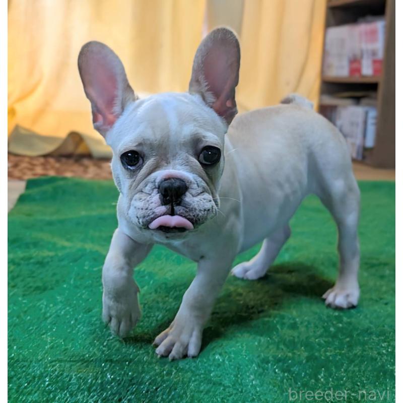 販売中の愛媛県のフレンチブルドッグ-412306の3枚目