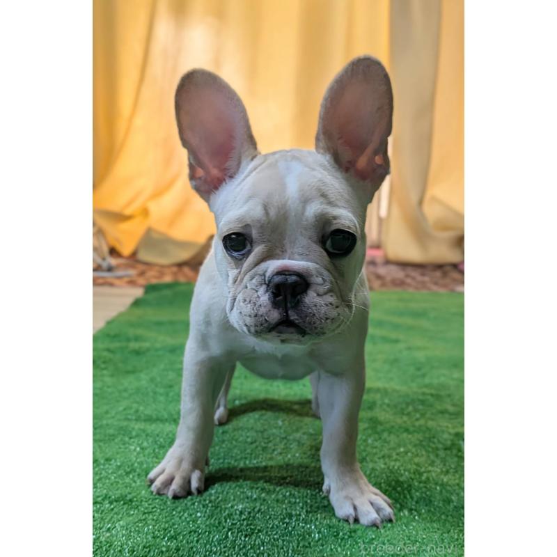 販売中の愛媛県のフレンチブルドッグ-412306の2枚目