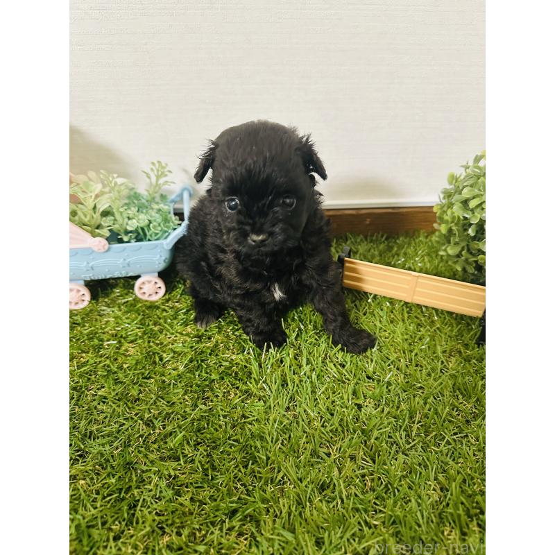 販売中の群馬県のミックス犬-424714の5枚目