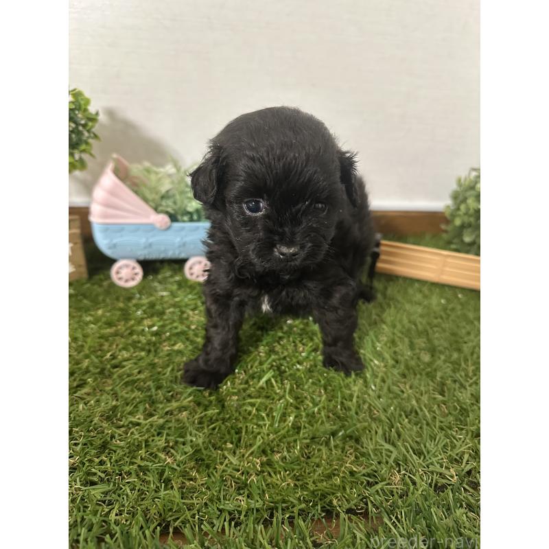 販売中の群馬県のミックス犬-424714の4枚目