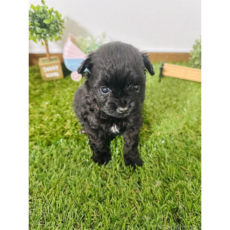 販売中の群馬県のミックス犬-424714の3枚目