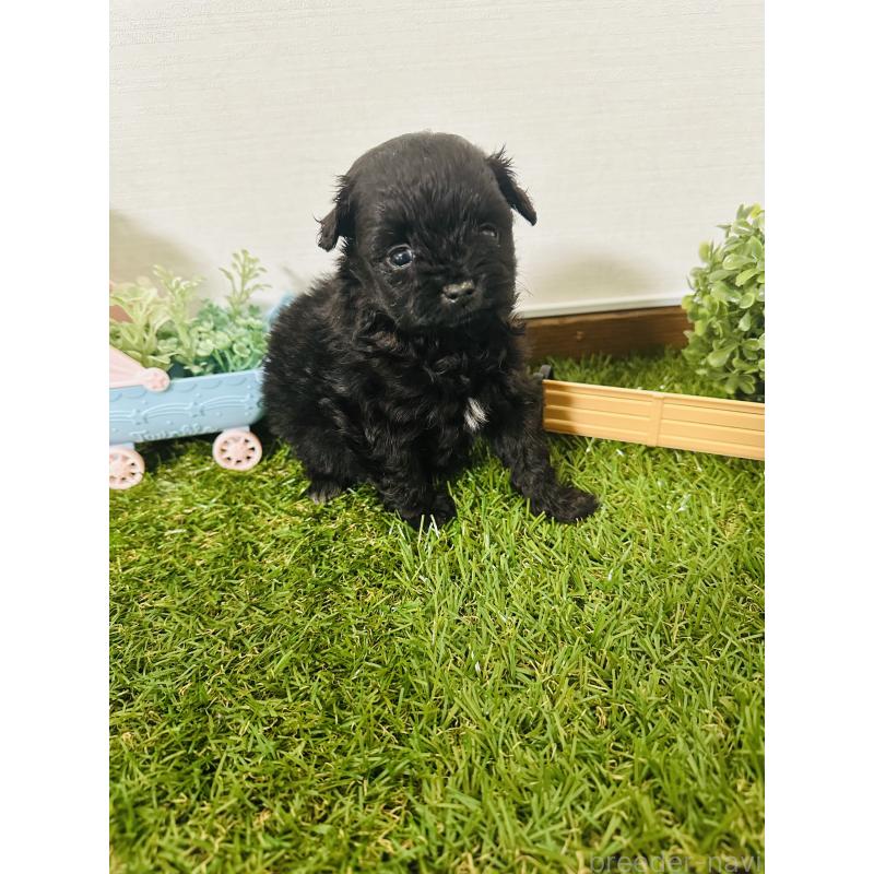 販売中の群馬県のミックス犬-424714の2枚目