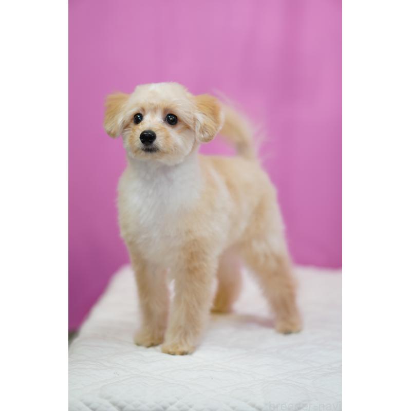 販売中の埼玉県のポメプー:ポメラニアン×トイプードル-410874の7枚目