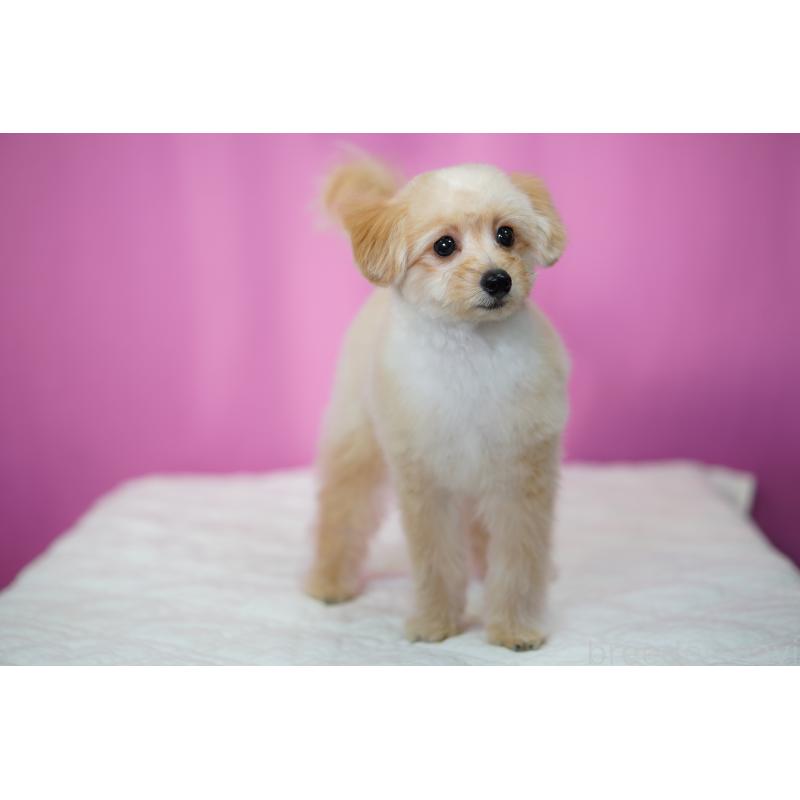 販売中の埼玉県のポメプー:ポメラニアン×トイプードル-410874の6枚目