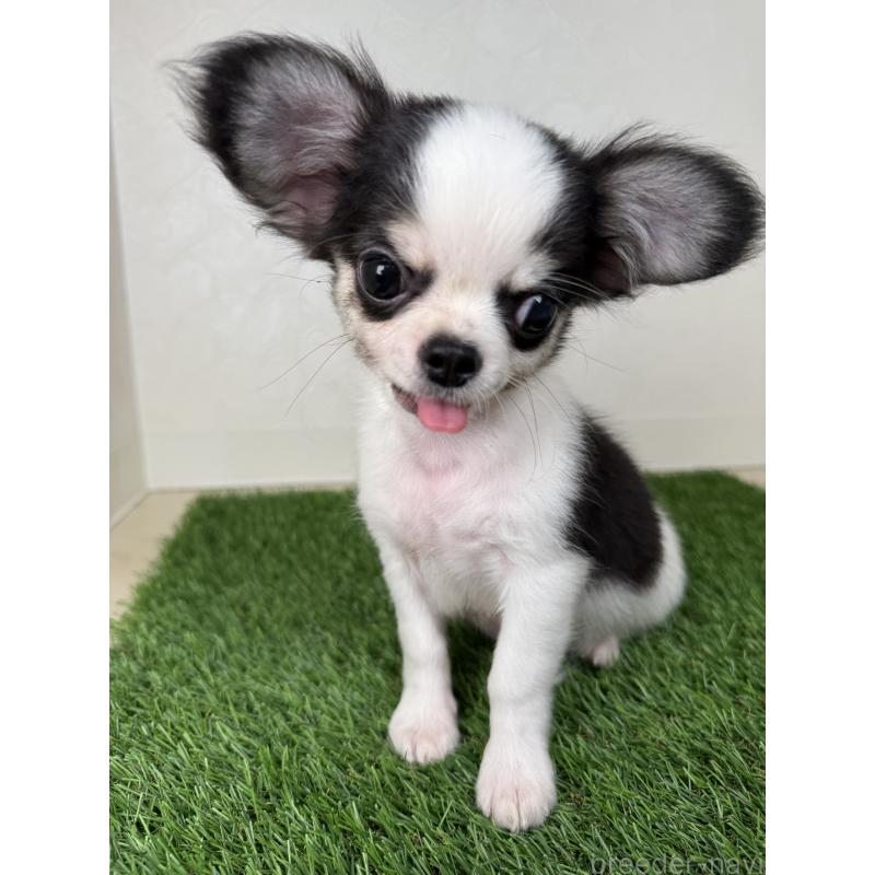 商談中の福岡県のチワワ(ロングコート)-413503の8枚目