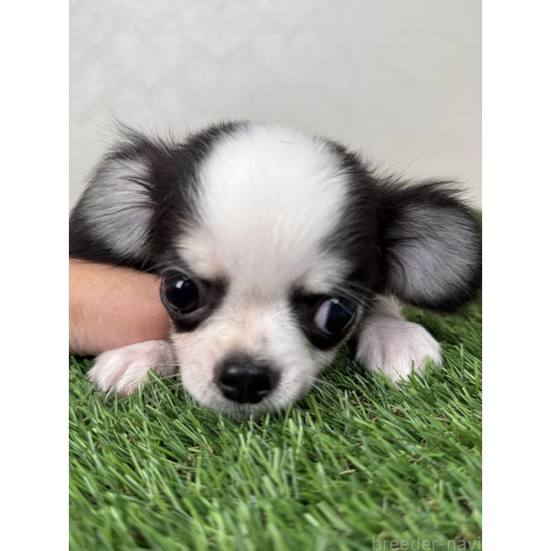 商談中の福岡県のチワワ(ロングコート)-413503の7枚目