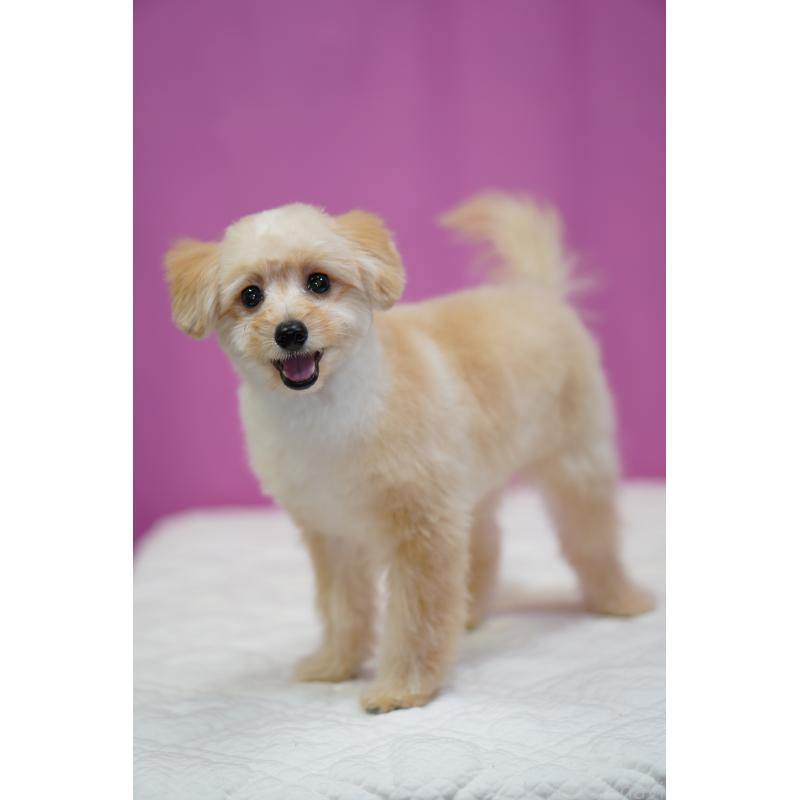 販売中の埼玉県のポメプー:ポメラニアン×トイプードル-410874の5枚目