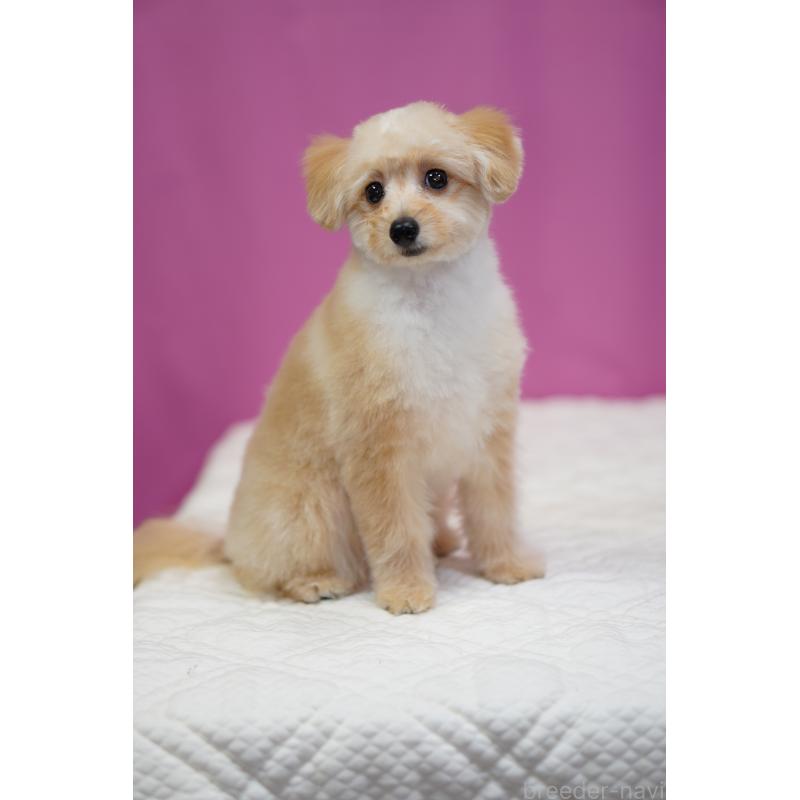 販売中の埼玉県のポメプー:ポメラニアン×トイプードル-410874の4枚目