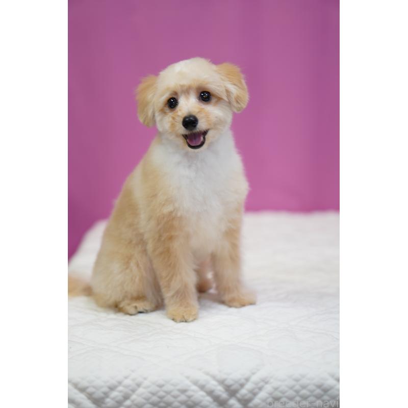 販売中の埼玉県のポメプー:ポメラニアン×トイプードル-410874の3枚目