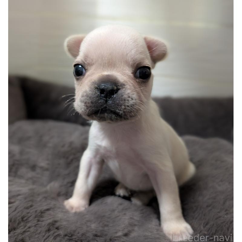 販売中の愛媛県のフレンチブルドッグ-419543の5枚目