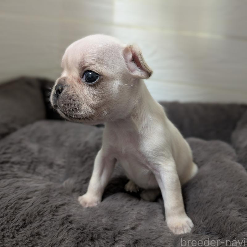 販売中の愛媛県のフレンチブルドッグ-419543の4枚目