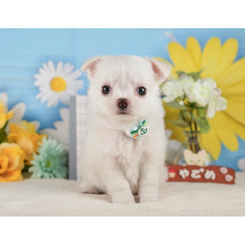 販売中の神奈川県のチワワ(ロングコート)-424715の16枚目