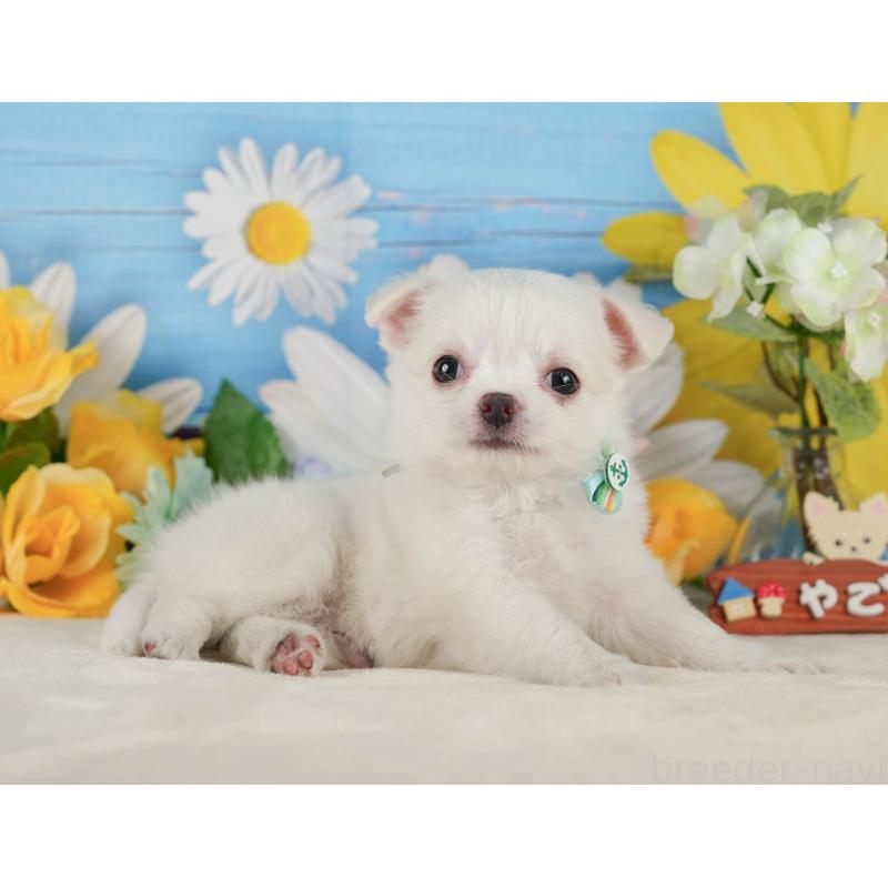 販売中の神奈川県のチワワ(ロングコート)-424715の14枚目