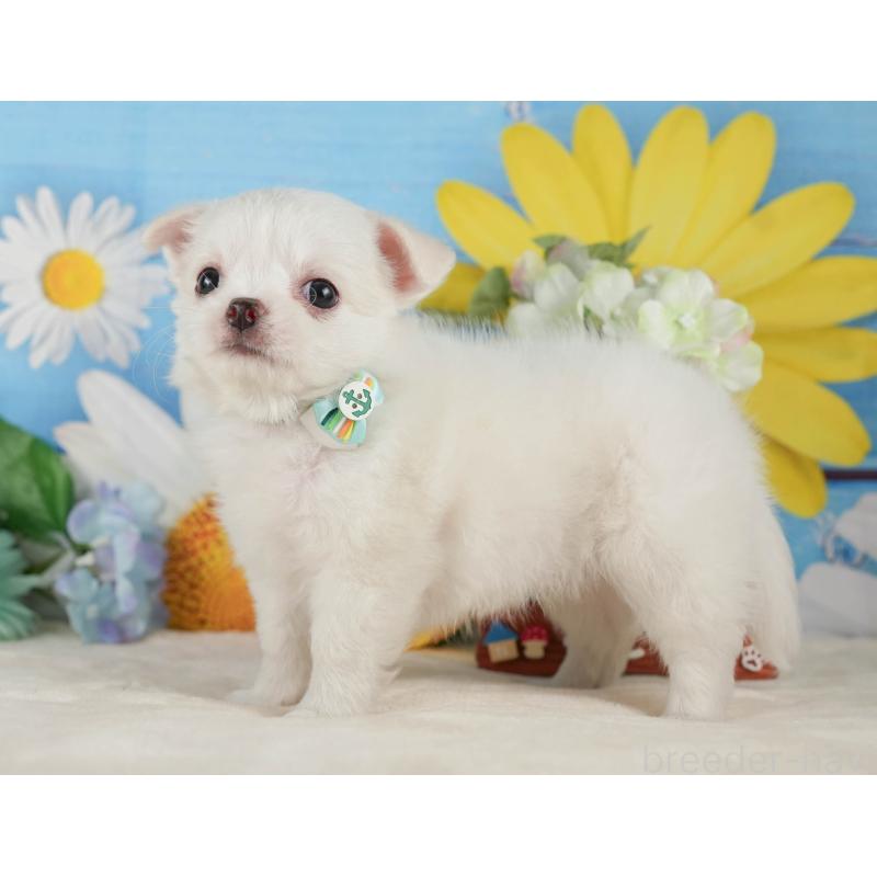 販売中の神奈川県のチワワ(ロングコート)-424715の13枚目