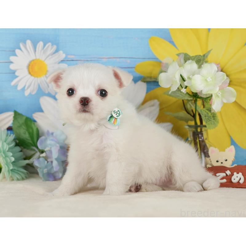 販売中の神奈川県のチワワ(ロングコート)-424715の12枚目