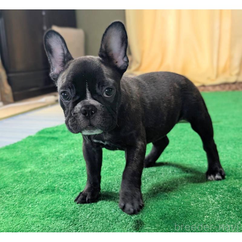 販売中の愛媛県のフレンチブルドッグ-412301の9枚目