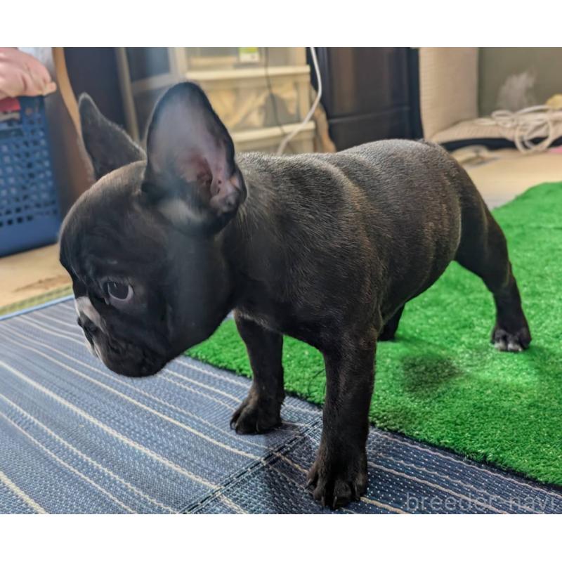 販売中の愛媛県のフレンチブルドッグ-412301の8枚目