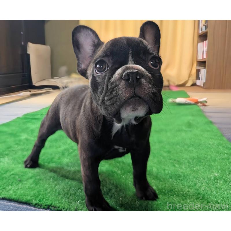 販売中の愛媛県のフレンチブルドッグ-412301