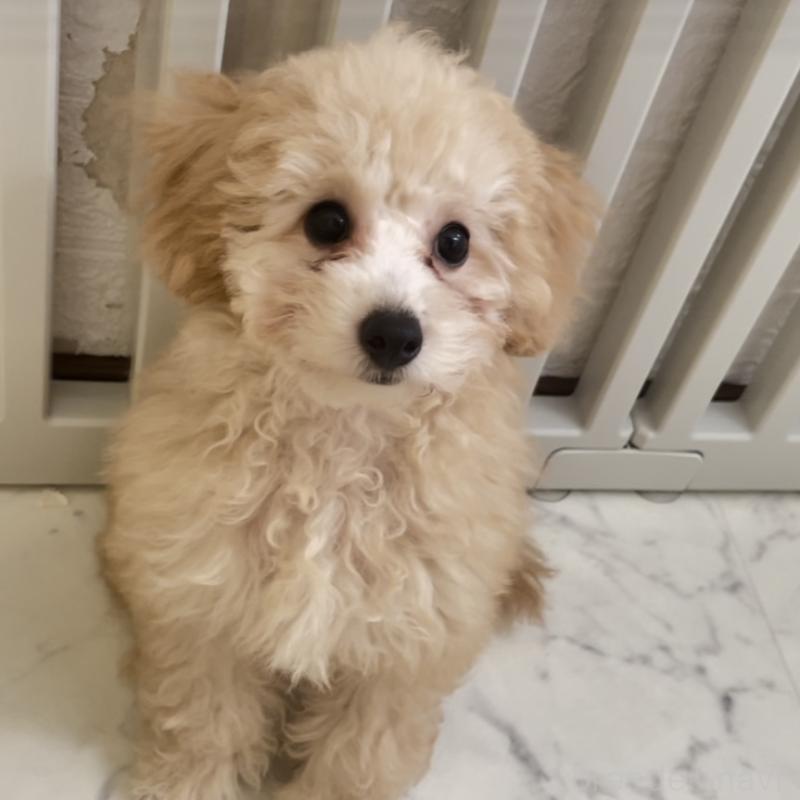 販売中の福岡県のタイニープードル-419422