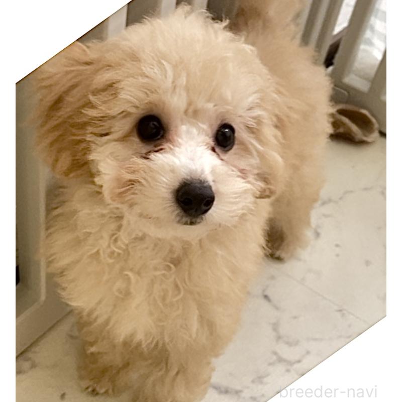 販売中の福岡県のタイニープードル-419422の6枚目