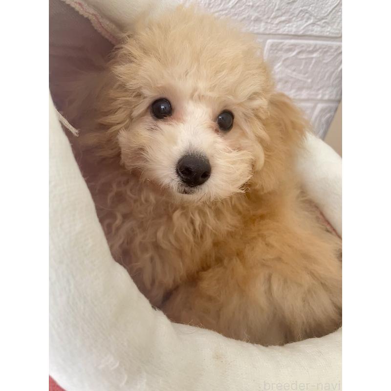 販売中の福岡県のタイニープードル-419422の5枚目