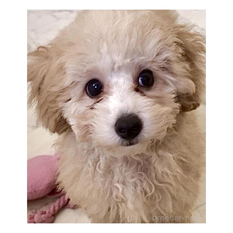 販売中の福岡県のタイニープードル-419422の4枚目