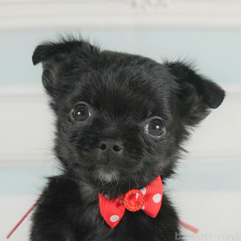 販売中の神奈川県のチワワ(ロングコート)-424716