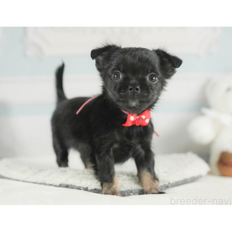 販売中の神奈川県のチワワ(ロングコート)-424716の16枚目